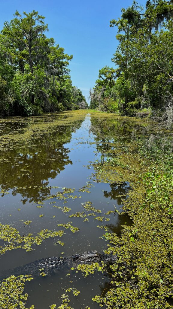 A swamp tour in the bayou of New Orleans