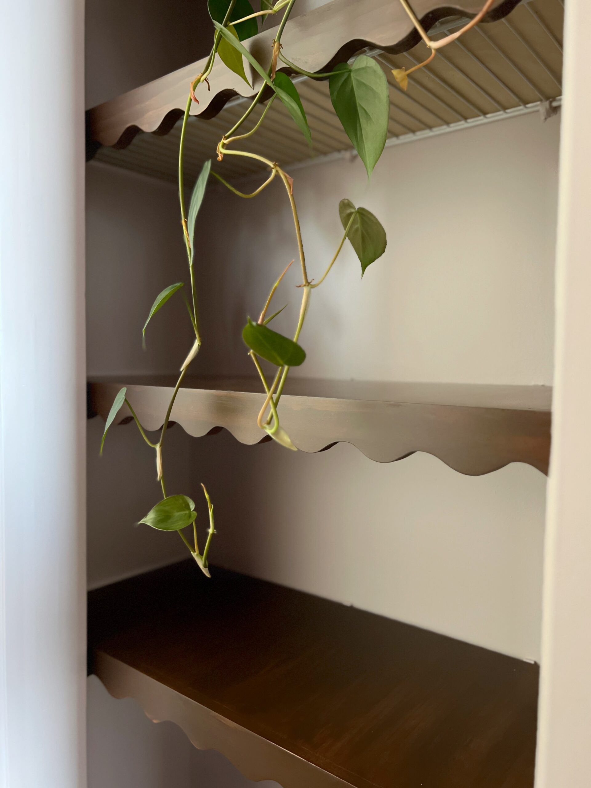 wood scalloped shelves