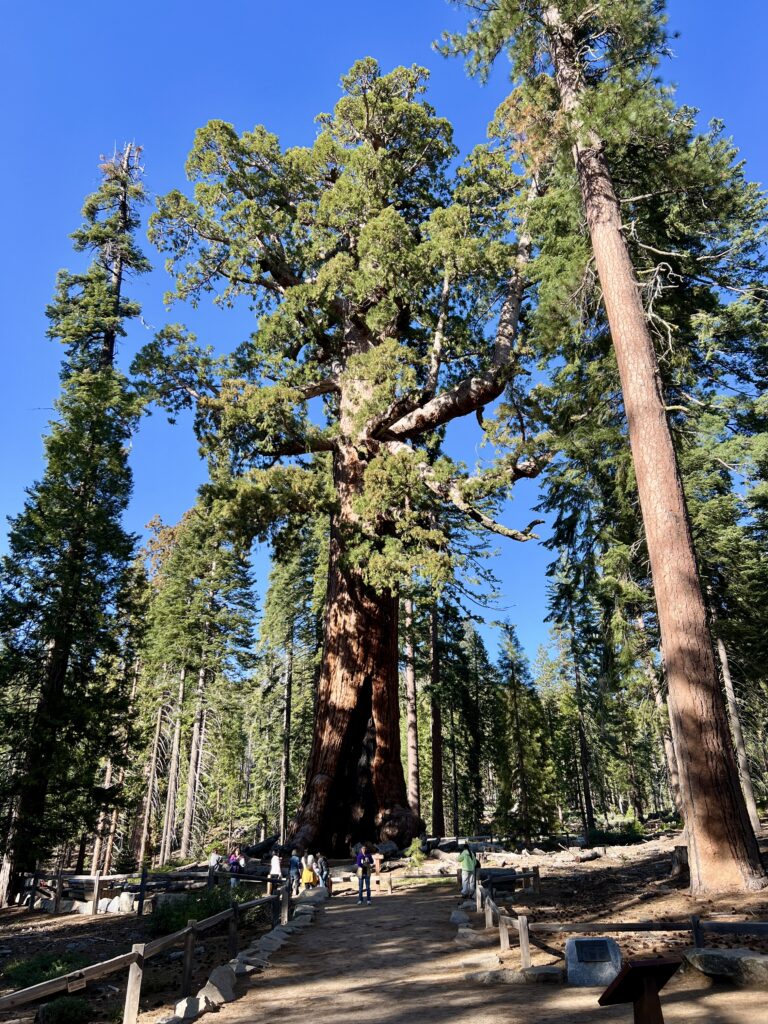 Giant Grizzly Yosemite